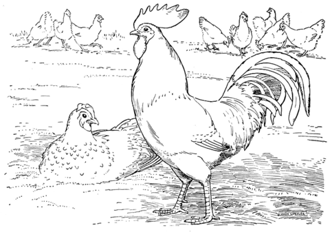 Rooster and hen laying eggs Coloring page