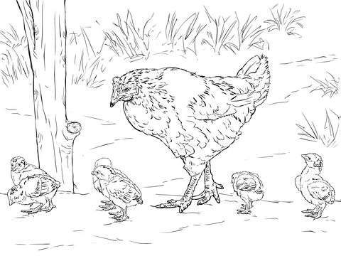 Hen with Chicks Coloring page