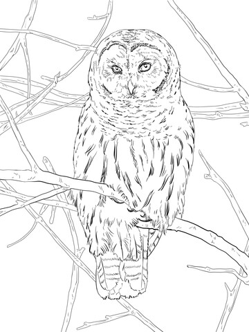 Hoot Owl Coloring page