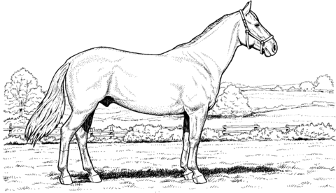 Stallion Horse Coloring page