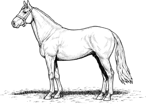 Horse Stallion Coloring page