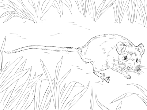 House Mouse Coloring page