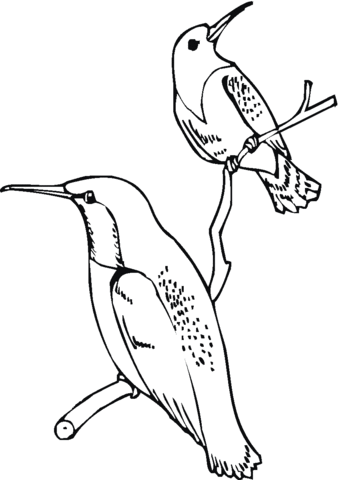 Ruby Throated Hummingbirds Coloring page