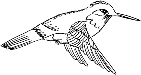 Black chinned hummingbird Coloring page