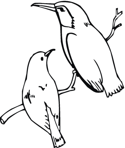 Costa's hummingbird Coloring page