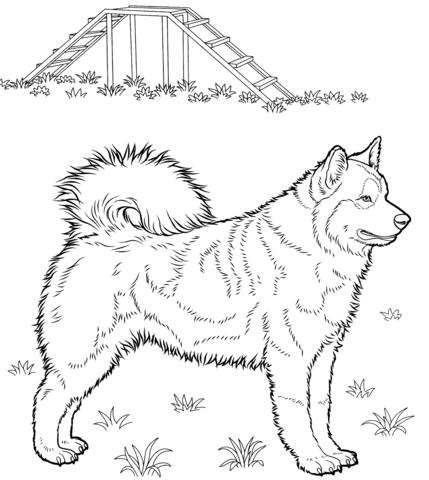 Husky  Coloring page