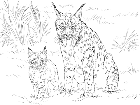 Iberian Lynx Mother with Baby Coloring page