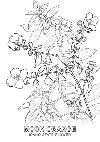 Idaho State Flower Coloring page