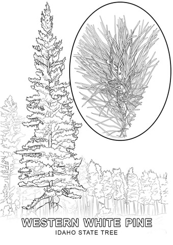 Idaho State Tree Coloring page