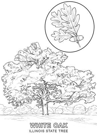 Illinois State Tree Coloring page