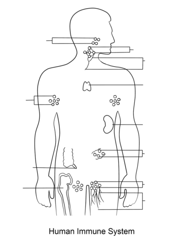 Immune System Coloring page