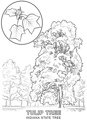 Indiana State Tree Coloring page