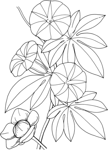 Ipomoea Tuberosa Hawaiian Woodrose Coloring page