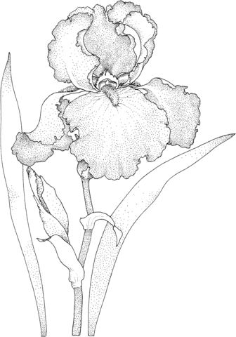 Iris Blossom Coloring page