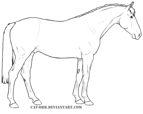 Irish Sport Horse Coloring page