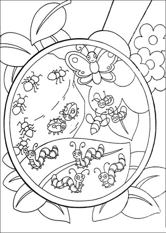 Insects  Coloring page