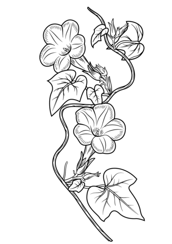 Ivy-leaf Morning Glory Coloring page