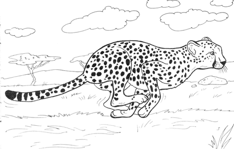 Cheetah running Coloring page