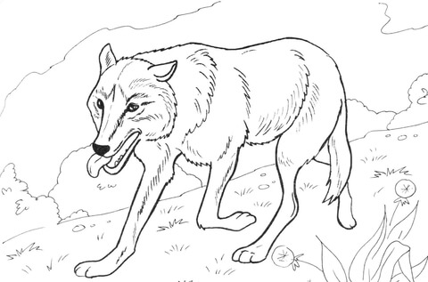 Wolf running in the Forest Coloring page