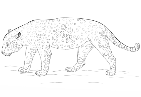 Jaguar Coloring page