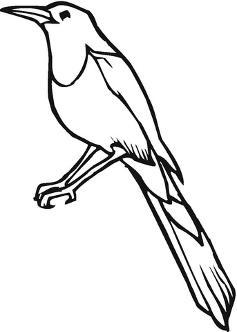 Jay Coloring page