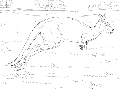 Jumping Kangaroo in Flight Coloring page