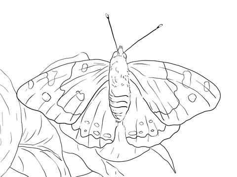 Kamehameha Butterfly Coloring page