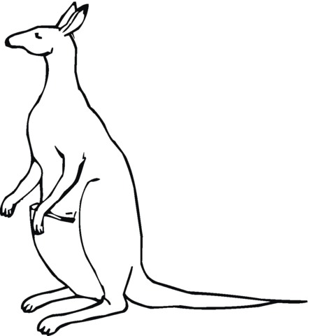 Kangaroo Coloring page