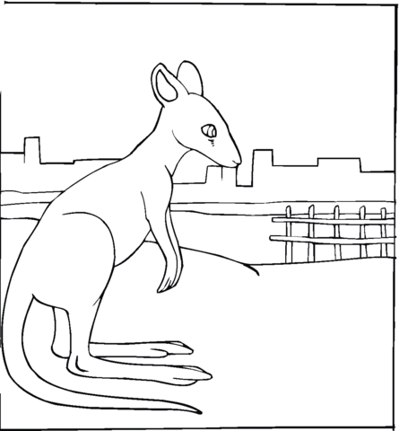 Kangaroo 5 Coloring page