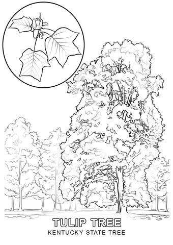 Kentucky State Tree Coloring page