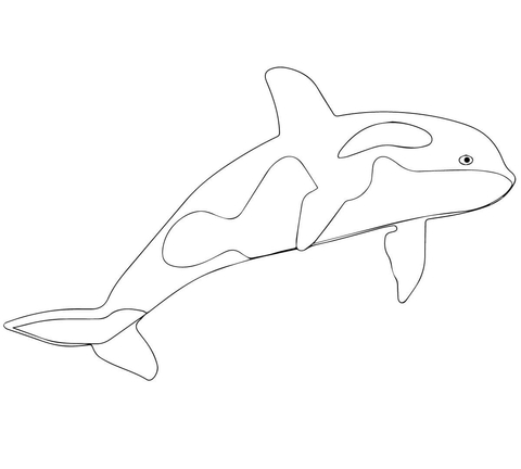 Killer Whale or Orca Coloring page