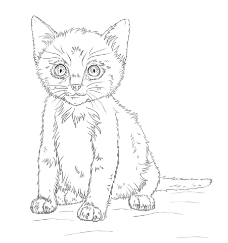 Kitten Coloring page