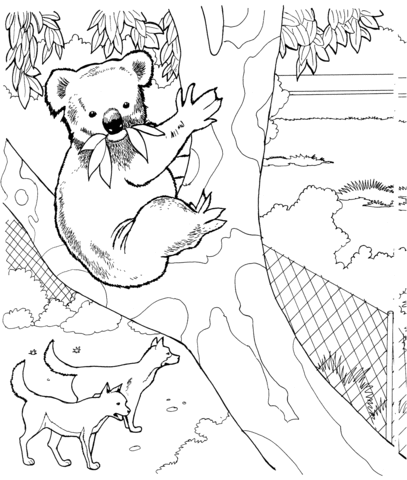 Koala and Dingos Coloring page