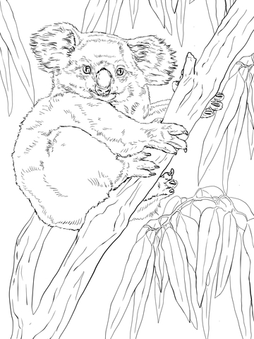 Koala on Eucalyptus Tree Coloring page