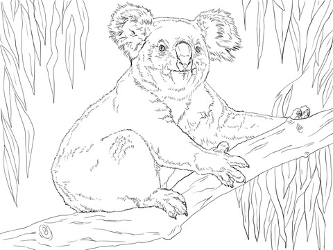 Koala Sits on a Branch Coloring page