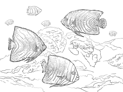 Koran Angelfish Coloring page