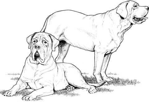 Labrador and mastiff Coloring page