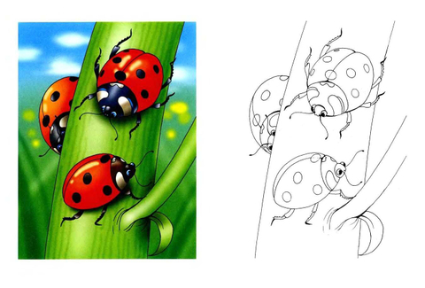 Ladybirds on a green stalk Coloring page