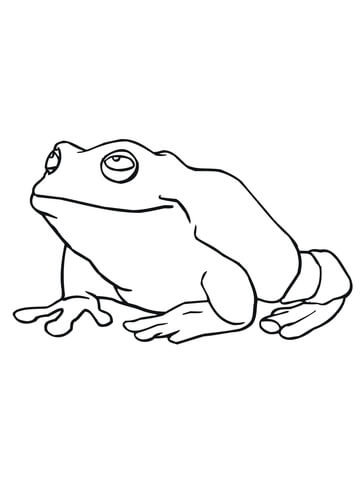 Large Frog Coloring page