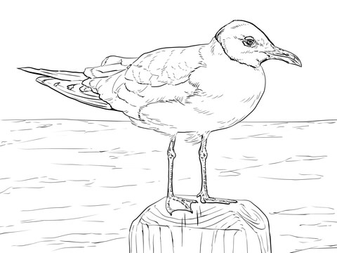 Laughing Gull Coloring page