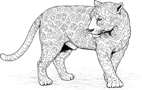 Jaguar 12 Coloring page