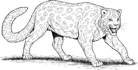 Leopard 14 Coloring page