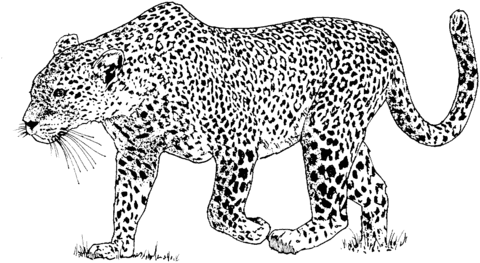 Leopard 6 Coloring page