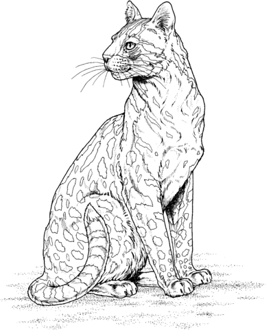 Leopard 7 Coloring page