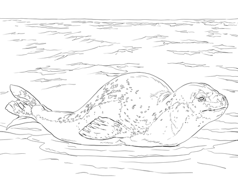 Leopard Seal Coloring page