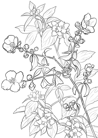 Lewis' mock-orange or Syringa Coloring page