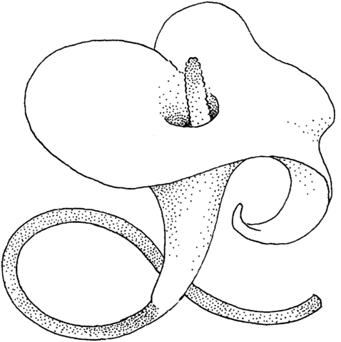 Calla Lily blossom Coloring page