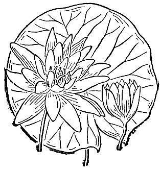 Water Lily 6 Coloring page