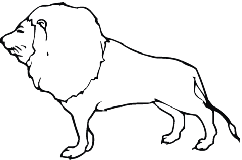 Lion 14 Coloring page