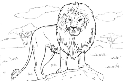 African Lion Coloring page